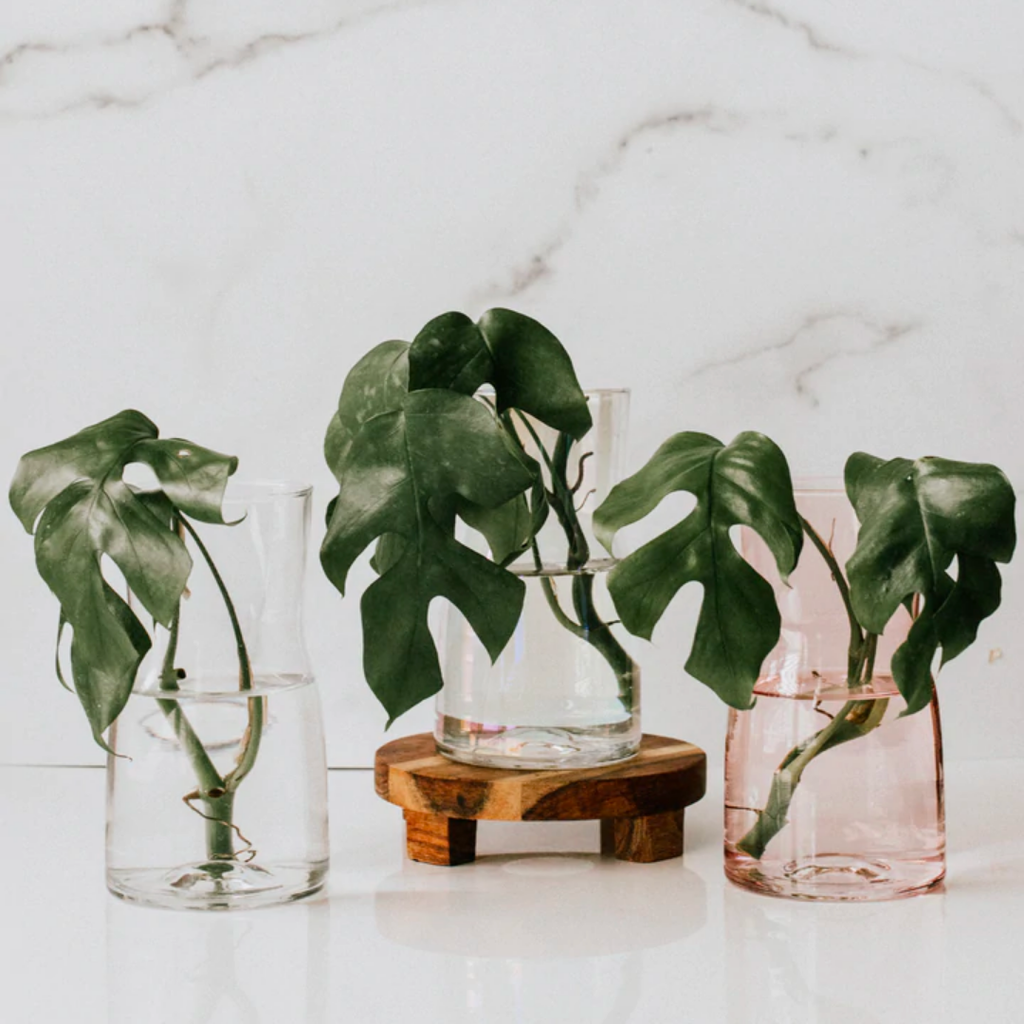 monstera plant in glass vase Glass Propagation Vase // Unicorn – Jenny in the City